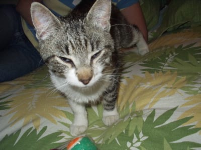 Promised Cat Pictures